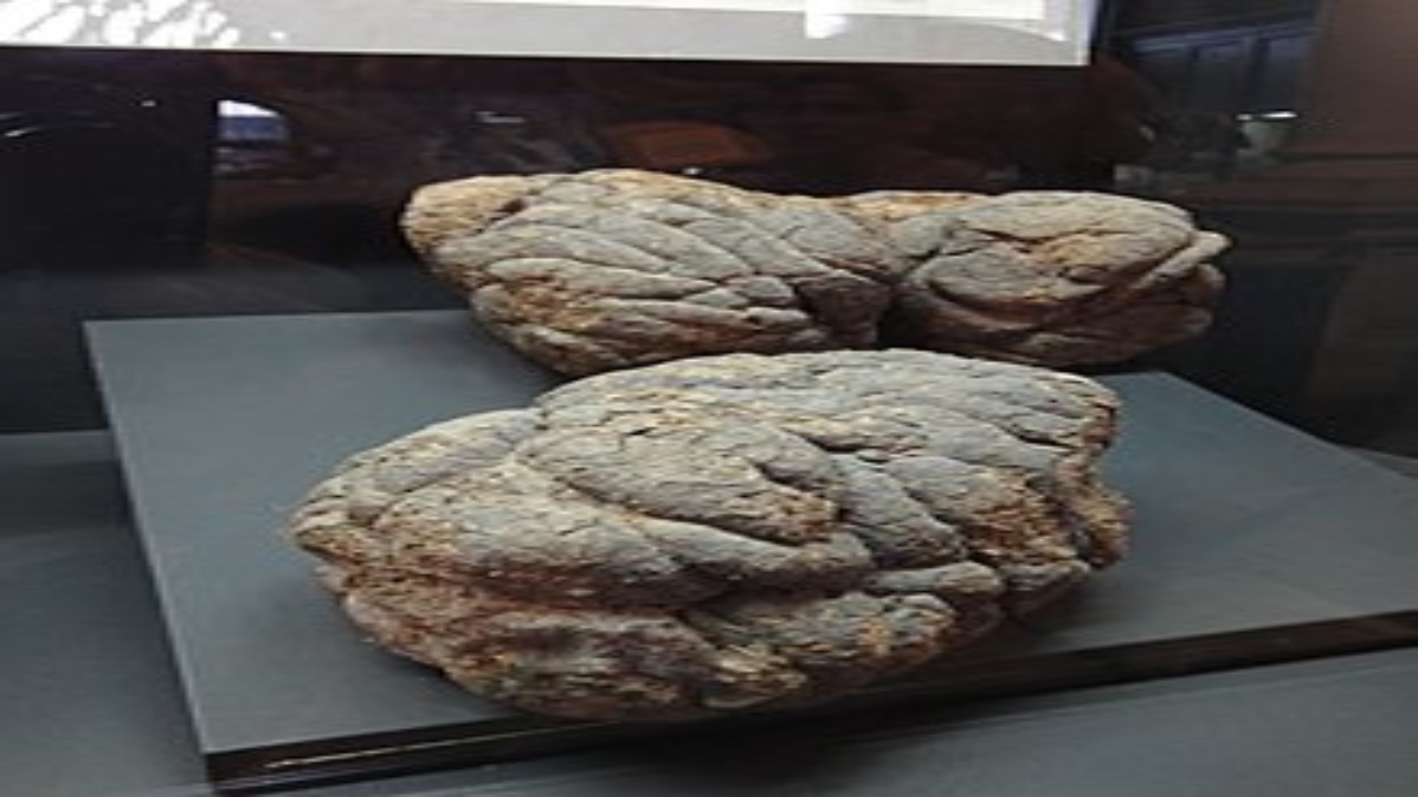 Cocô fóssil de 14 mil anos confunde cientistas sobre chegada de humanos na América