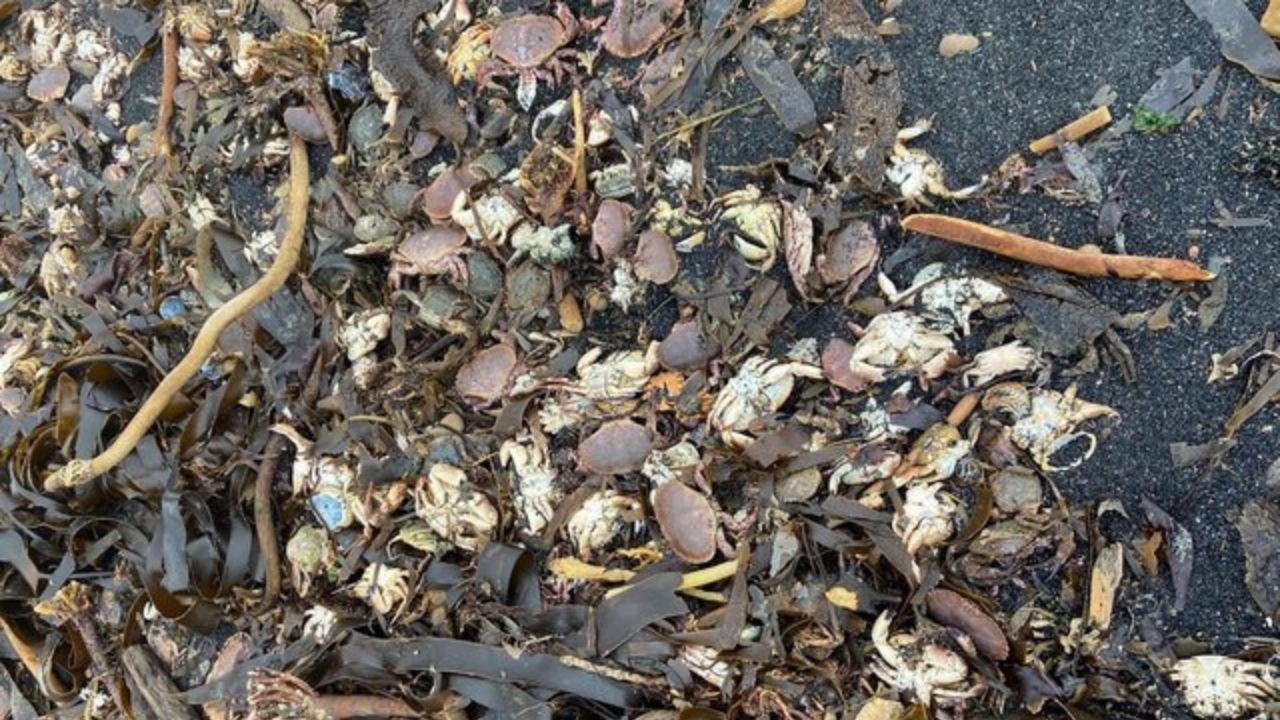 Centenas de caranguejos estão aparecendo mortos em praias da Inglaterra