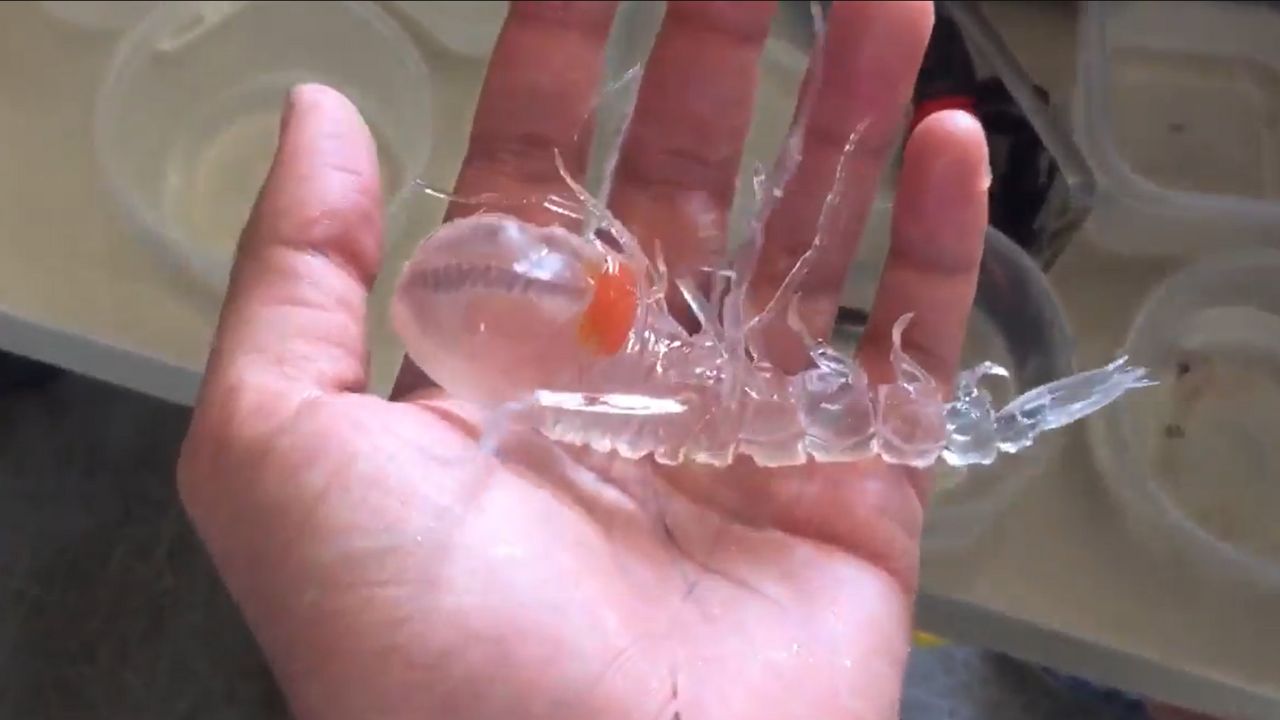 Vídeo de criatura marinha transparente viraliza nas redes sociais