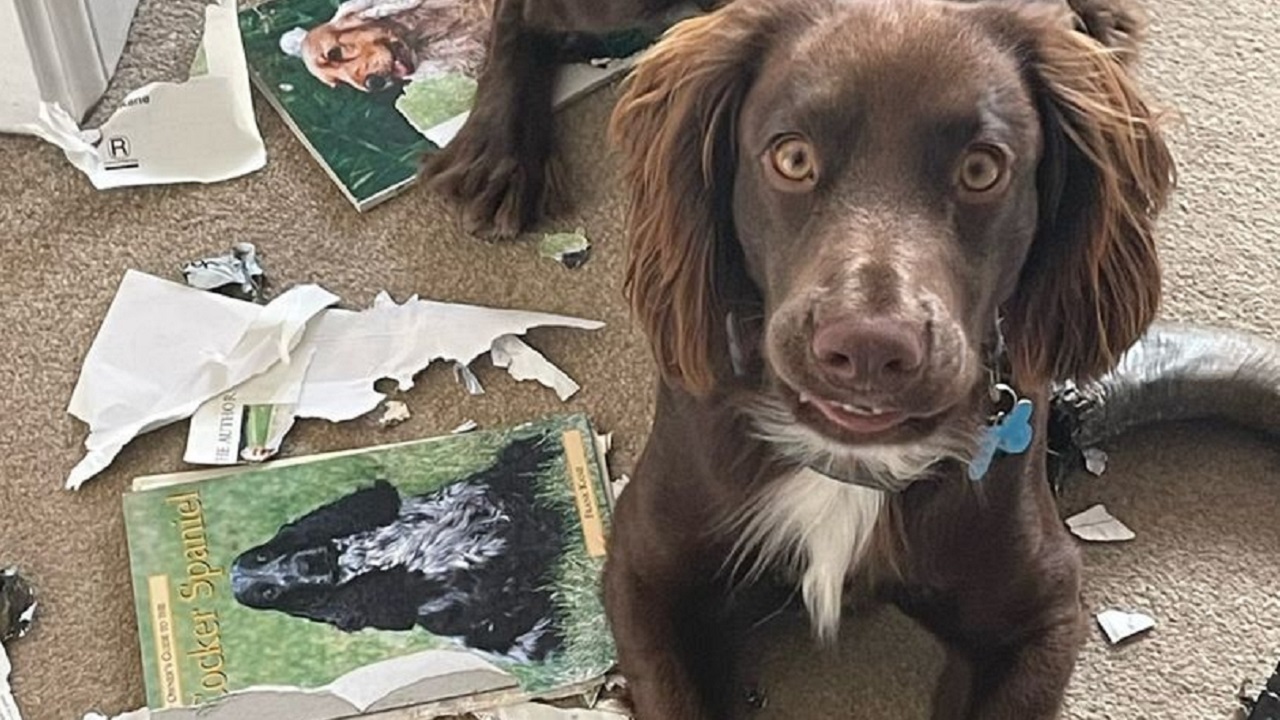 Tutor relata que cão bagunceiro destruiu livro de adestramento antes que ele pudesse ler