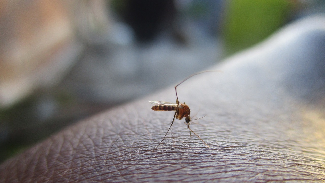 Biotecnologia brasileira sustentável reduz em 99% o mosquito da dengue