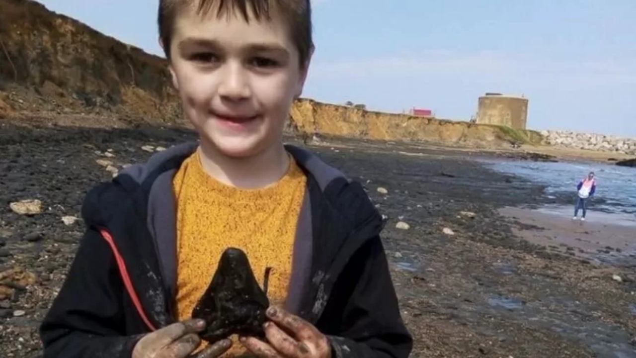 No Reino Unido, criança se depara com dente de Megalodon, antigo gigante dos mares