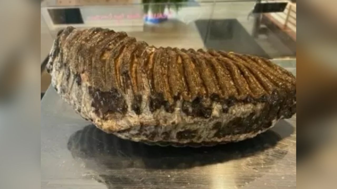 Dente de mamute de 12 mil anos é leiloado por pescador para ajudar Ucrânia