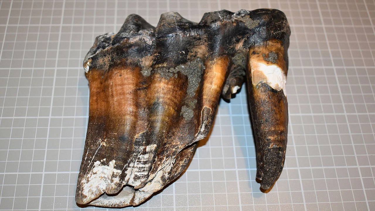 Dente de mastodonte perdido gera comoção em praia californiana