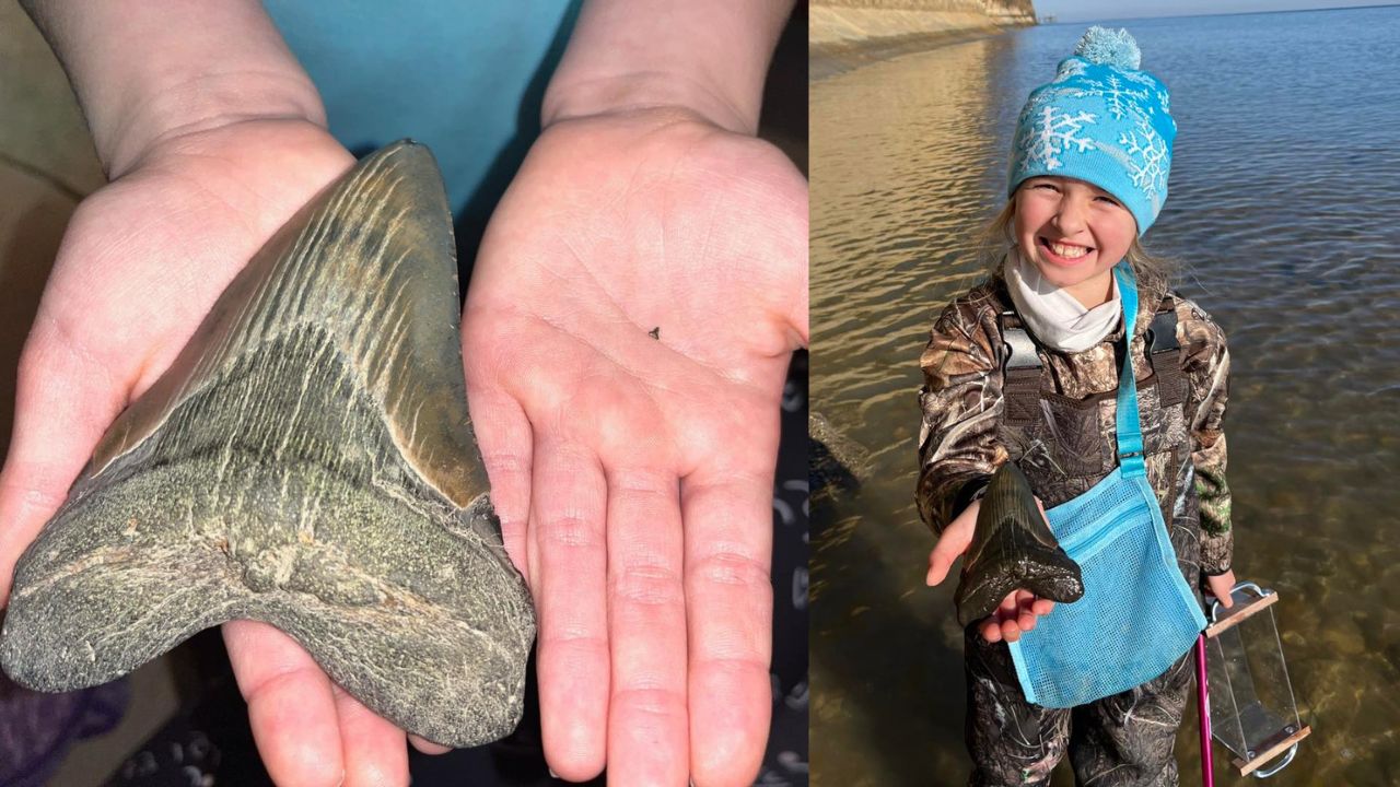EUA: Garotinha de 9 anos encontra dente do famoso Megalodon