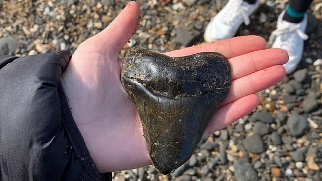 Garota de 12 anos encontra dente de megalodon que mal cabe em mão humana