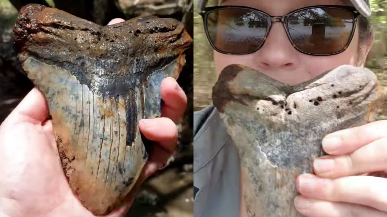 Dente do tubarão megalodon é encontrado por mulher nos EUA