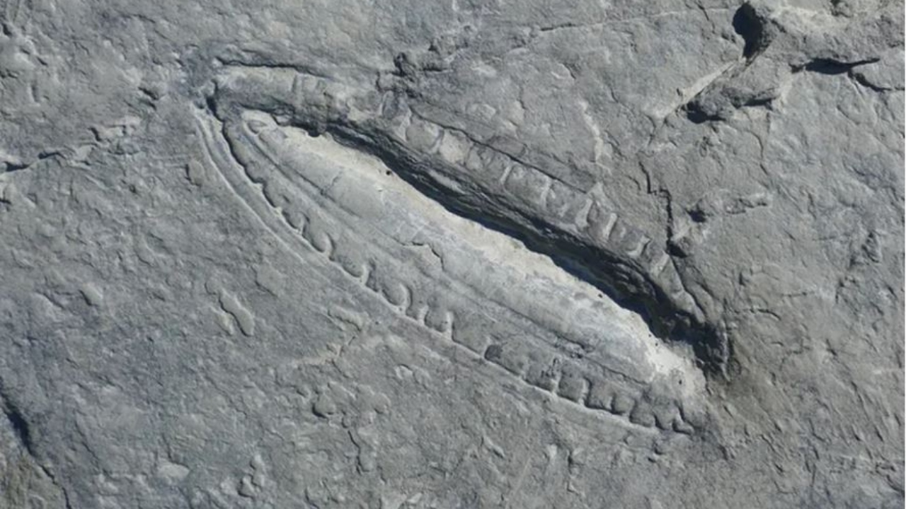 Paleontólogos estudam últimas refeições de seres que habitaram a terra há 550 milhões de anos