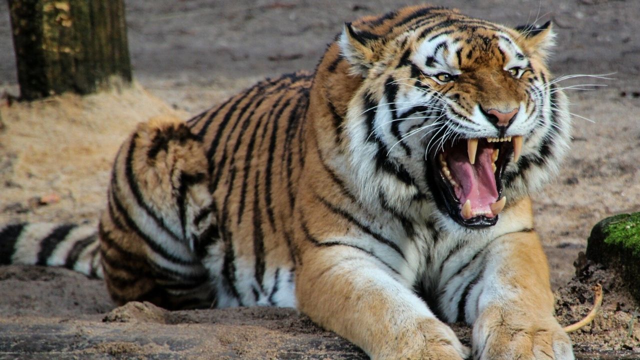 Tigre ataca e mata cuidadora em zoológico na Suíça