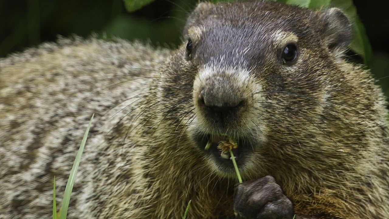 Garoto morre de peste bubônica, após comer carne de marmota infectada