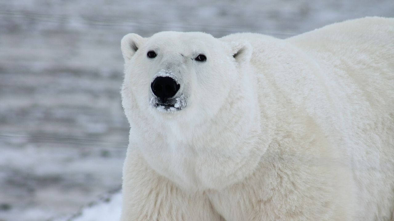 Estudo revela que urso polar pode ser extinto até o ano de 2100