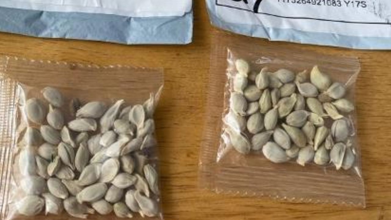 Nos EUA, moradores recebem sementes chinesas misteriosas sem nenhuma explicação