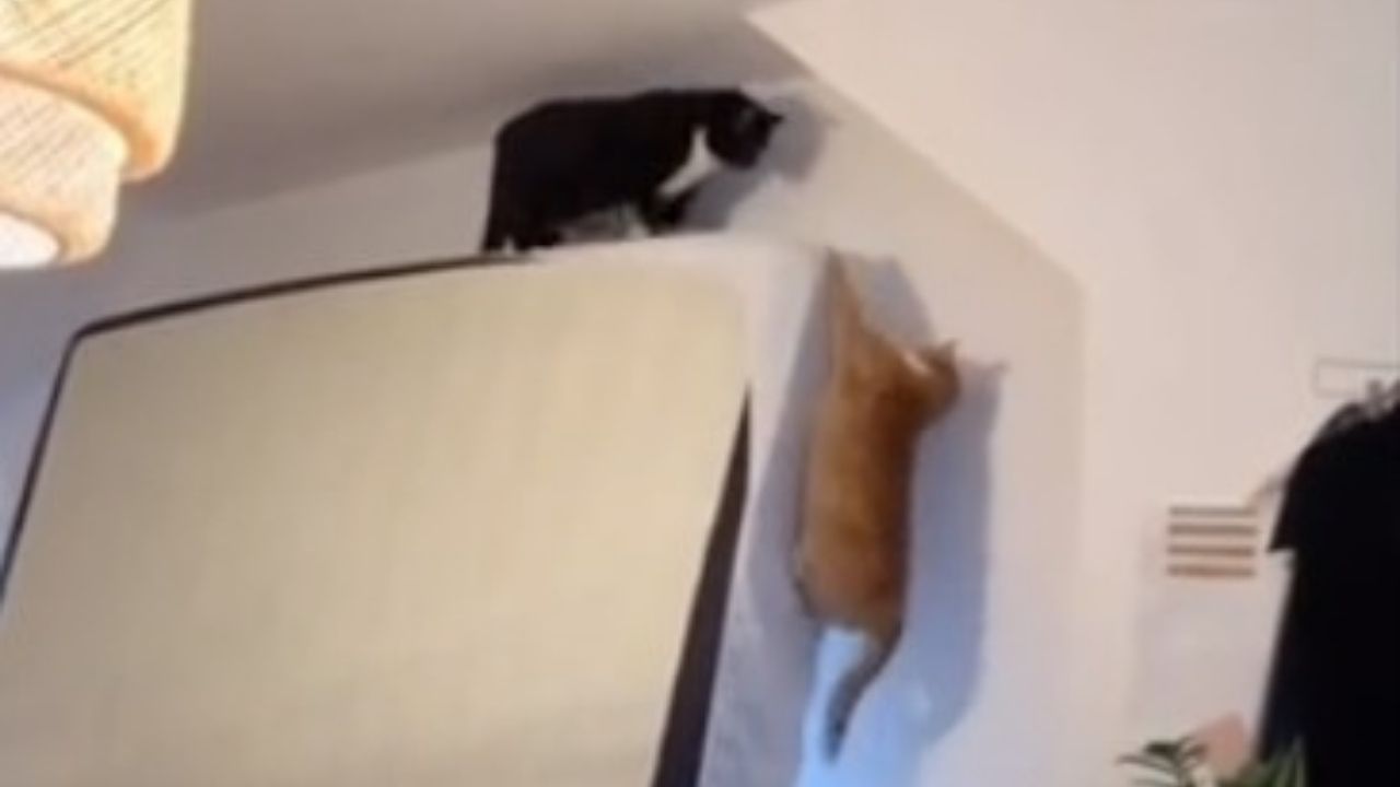 Vídeo viral mostra dois gatos ‘reencenando’ cena emocionante de Rei Leão