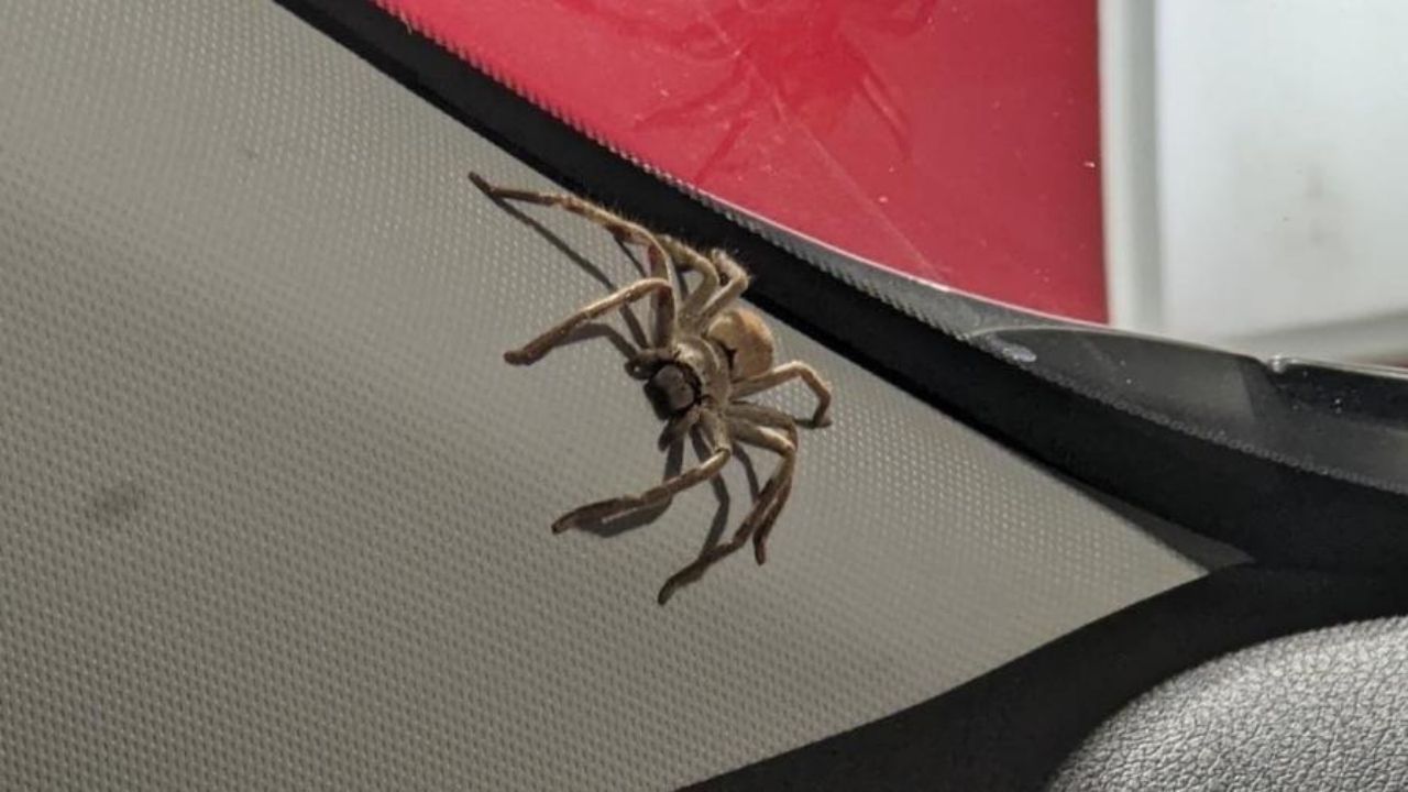 Na Austrália, mulher encontra ninhada de aranhas vivendo em carro