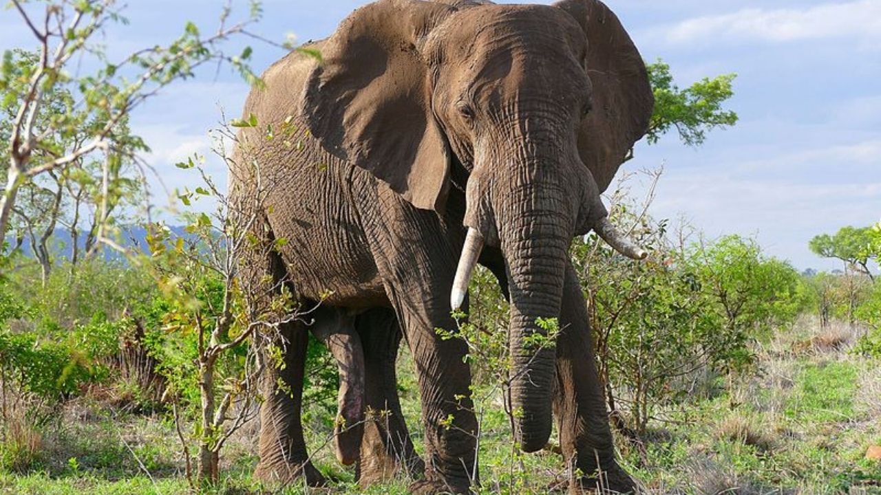 No Quênia, fazendeiro de setenta anos é atacado violentamente por elefante