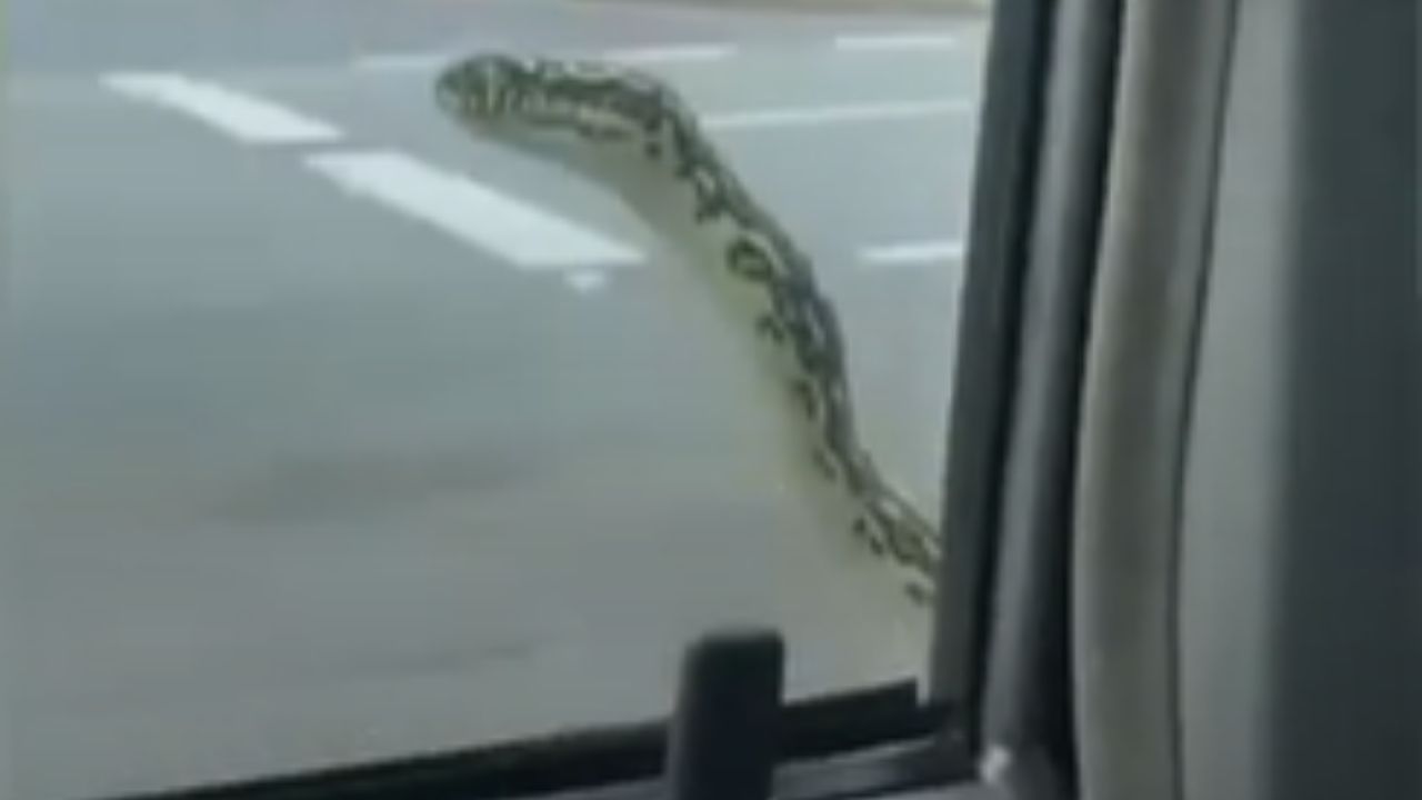 Na Austrália, casal leva susto ao se deparar com cobra em janela do carro