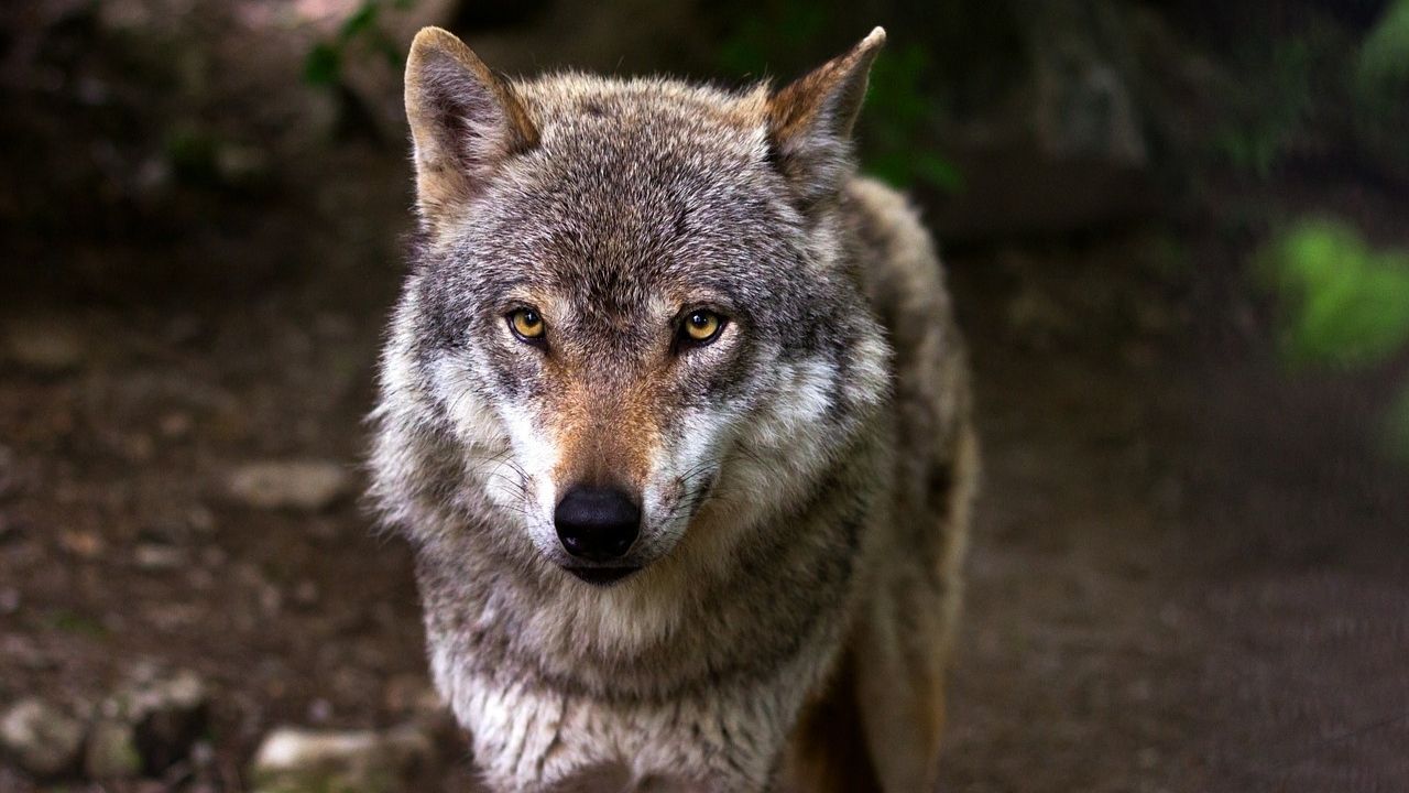 Grupo de lobos escapa de parque francês e apavora autoridades