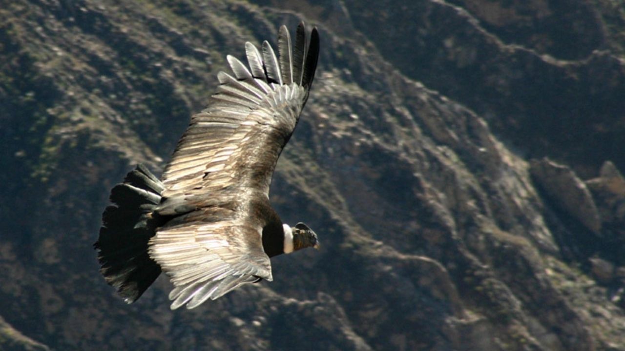 Na Bolívia, 35 aves em risco de extinção morrem misteriosamente