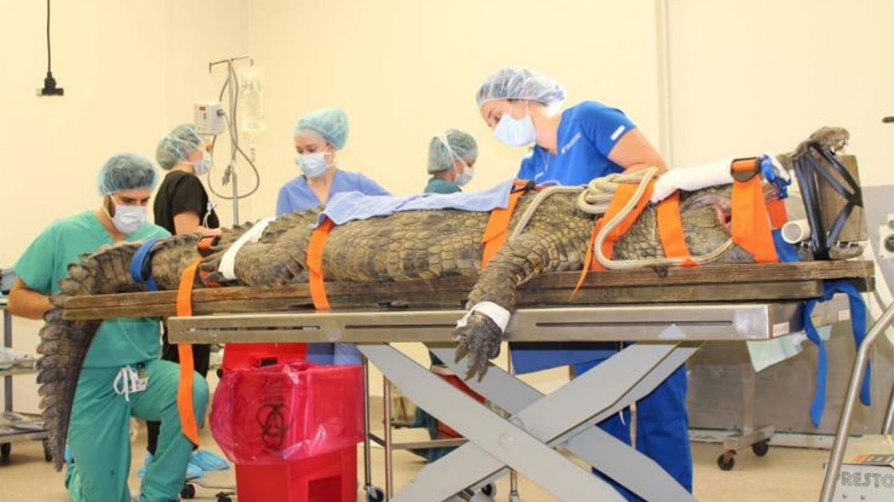 Crocodilo com sapato preso no estômago passa por cirurgia na Flórida