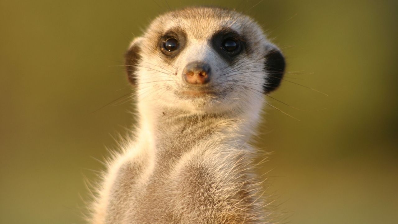 Suricatos em zoológicos sentem falta de pessoas durante quarentena, sugere estudo