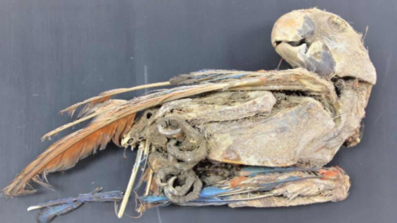 Pássaros exóticos da Amazônia eram vendidos e mumificados no Chile há 500 anos, conclui estudo