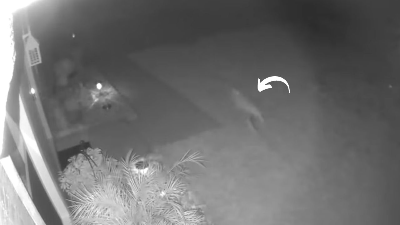 Nos EUA, mulher pode ter confundido lagarto com dinossauro em vídeo