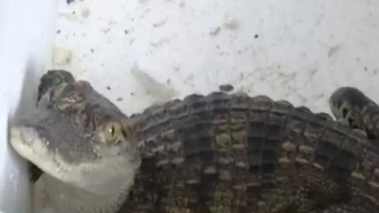 Na China, loja virtual envia crocodilo após homem comprar peixe