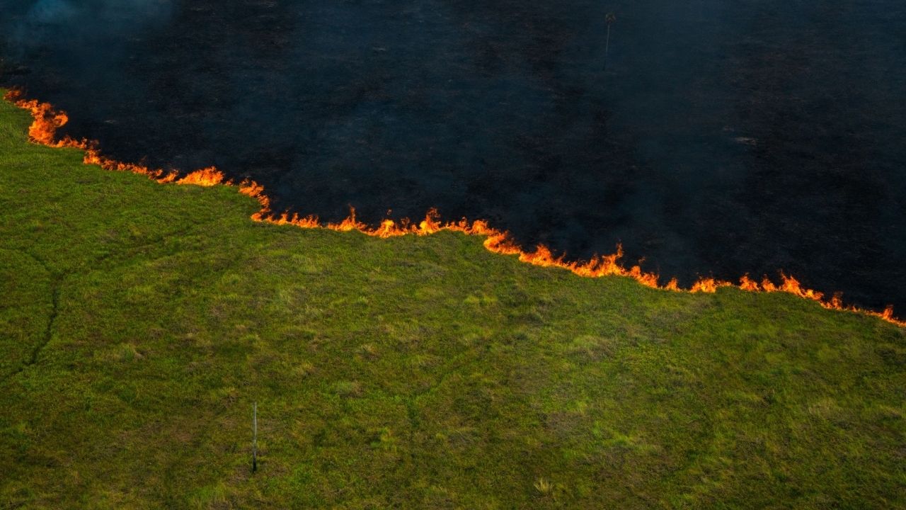 Artistas plásticos doam obras para criar brigadas anti-incêndio no Pantanal