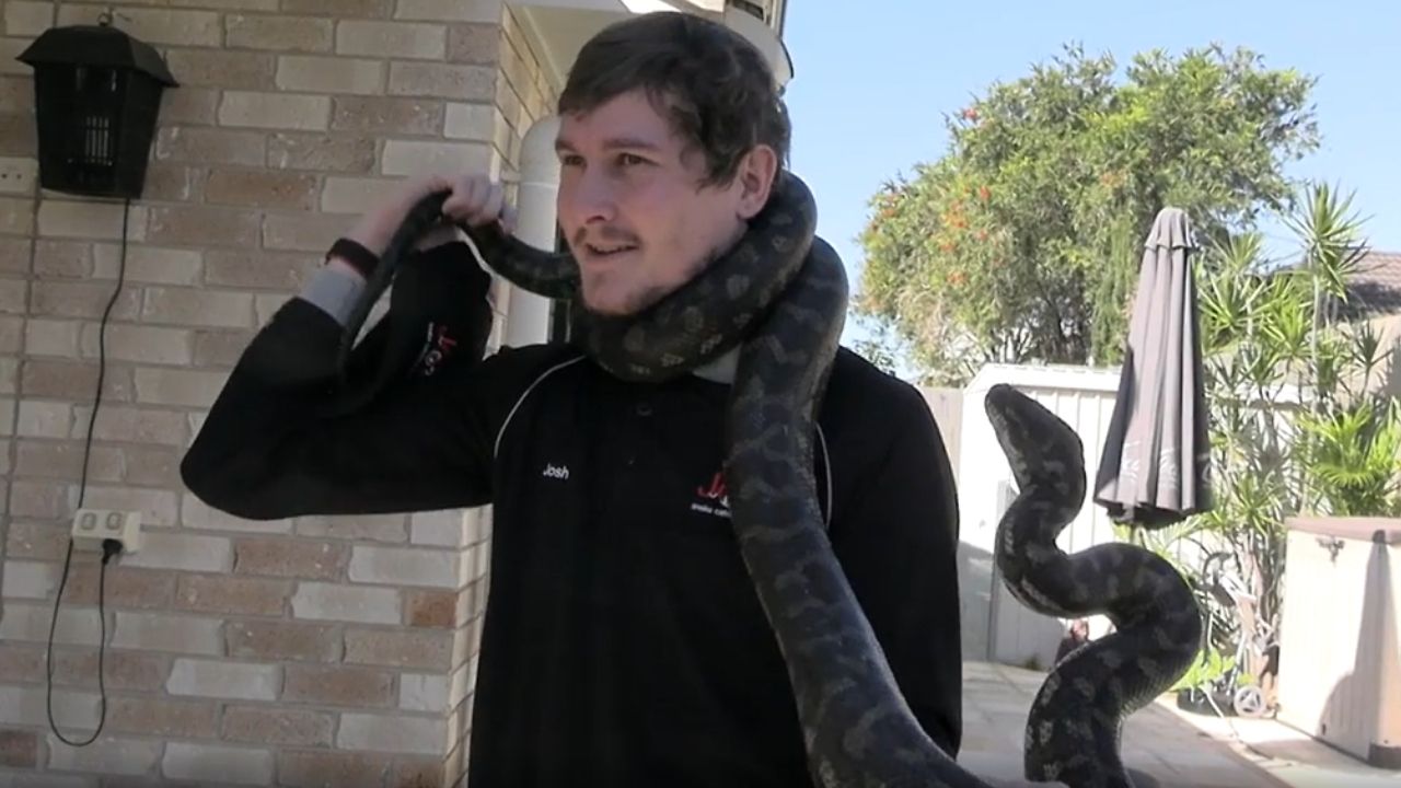 Capturador de cobras sofre ataque inesperado de píton, veja o vídeo!