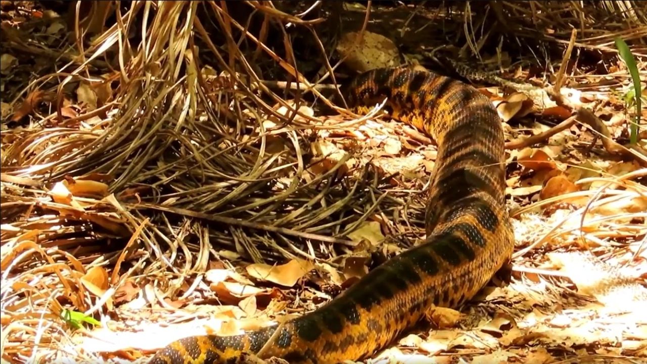 Bióloga que realizava pesquisa no Pantanal encontra sucuri por acidente, veja o vídeo