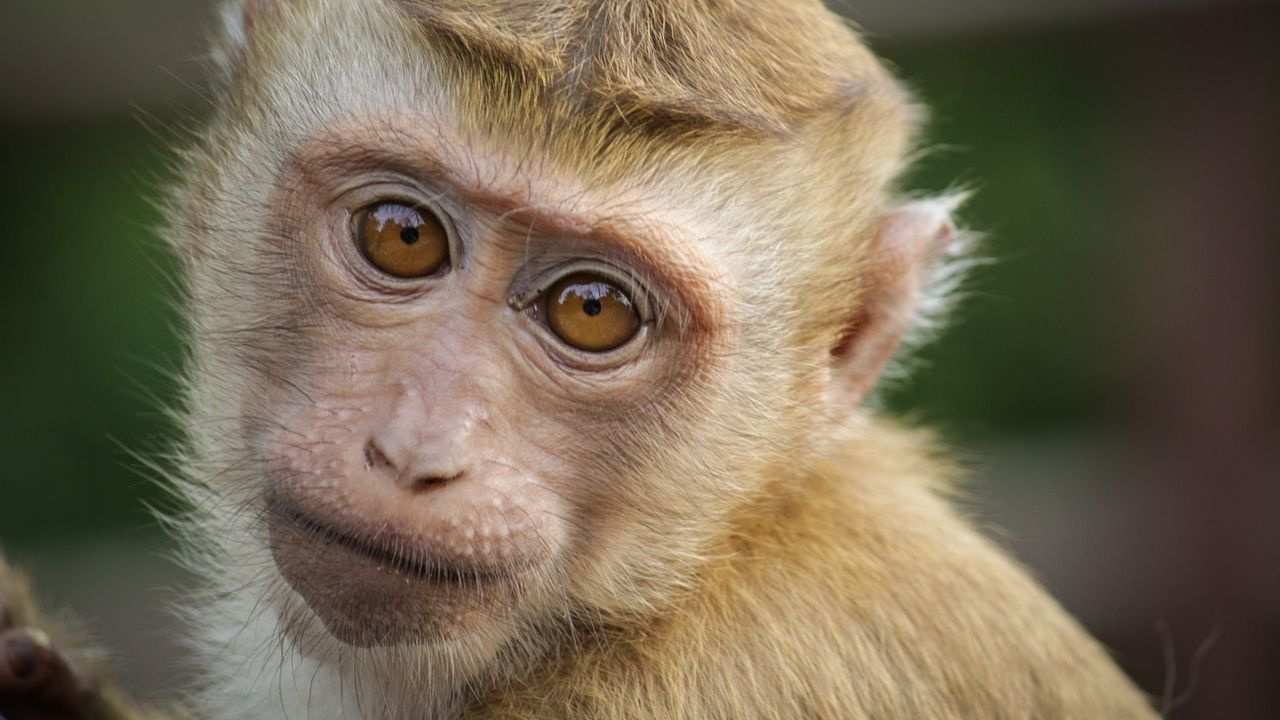 China reporta primeira morte de humano provocada por vírus vindo de macacos