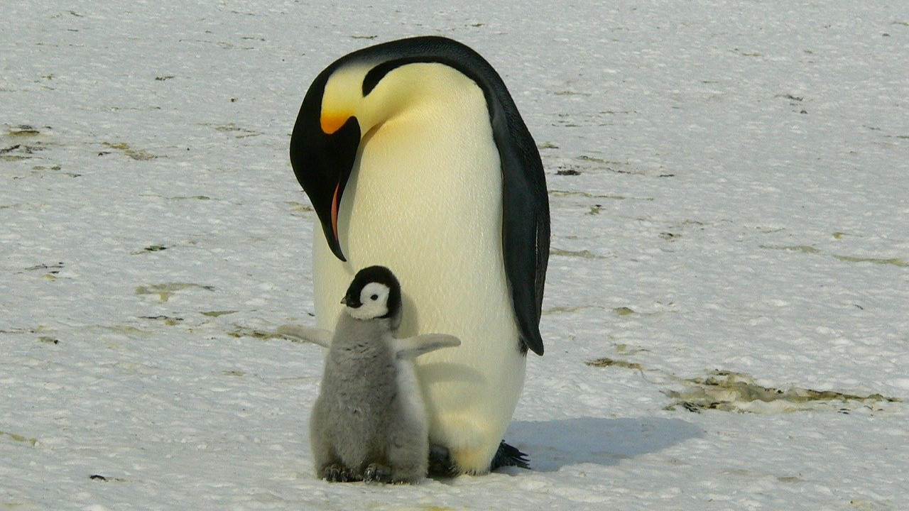 Antártida: pinguins-imperadores podem ter população reduzida em 98% até 2100