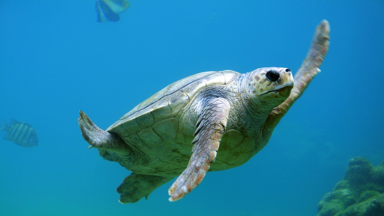 Austrália: pesquisadores encontram plástico nos órgãos de tartarugas marinhas jovens