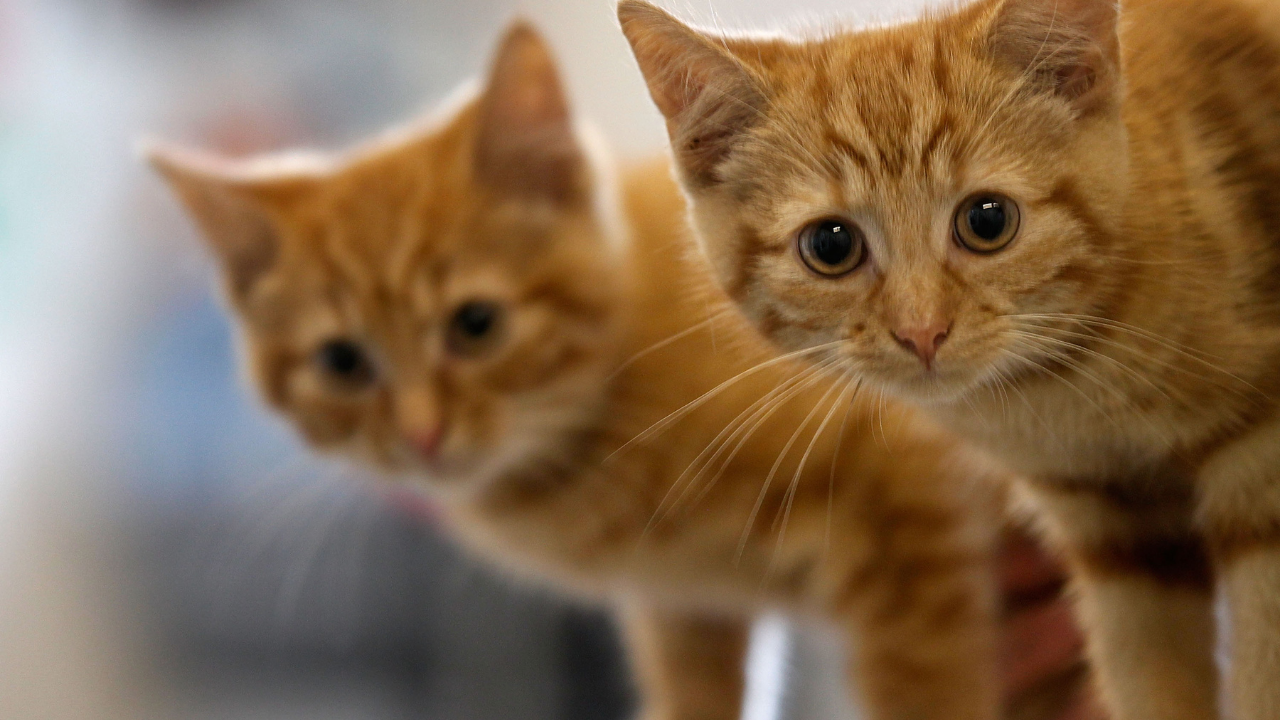 Em João Pessoa, gatos entram na justiça contra condomínio que quer impedi-los de permanecer no local