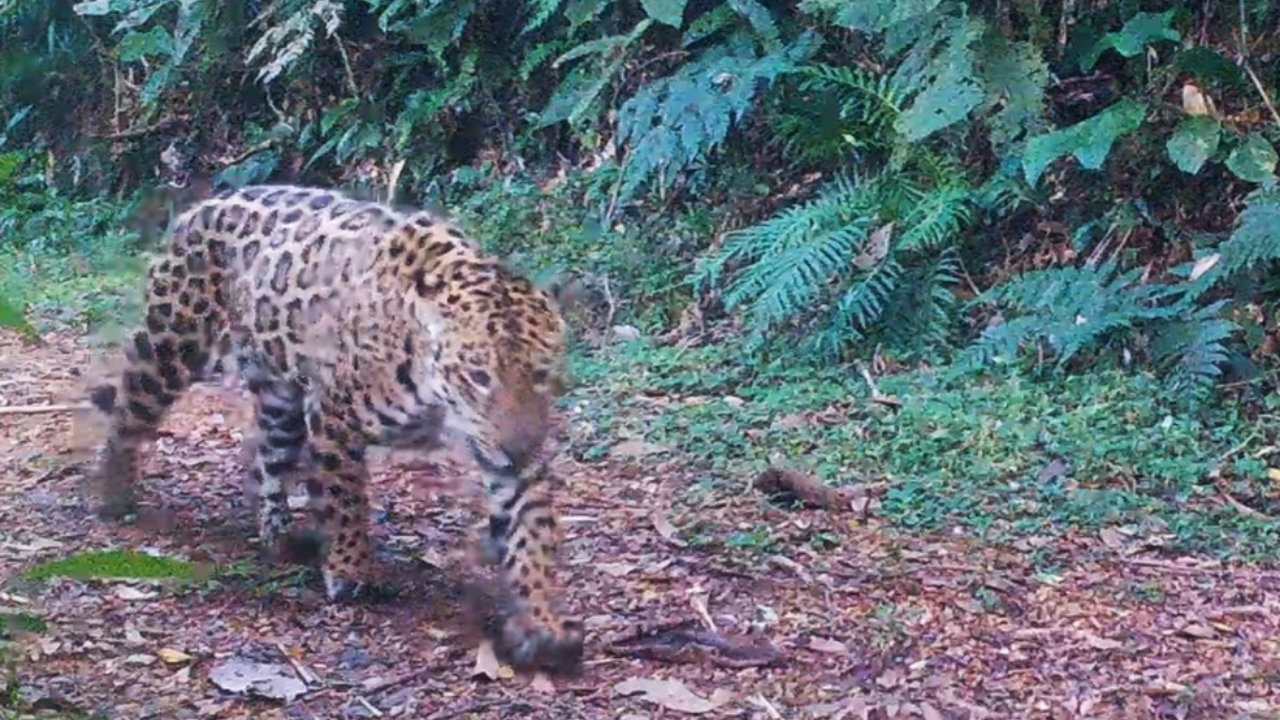 Onça-pintada é encontrada com mais de 50 perfurações de chumbinho no interior de São Paulo