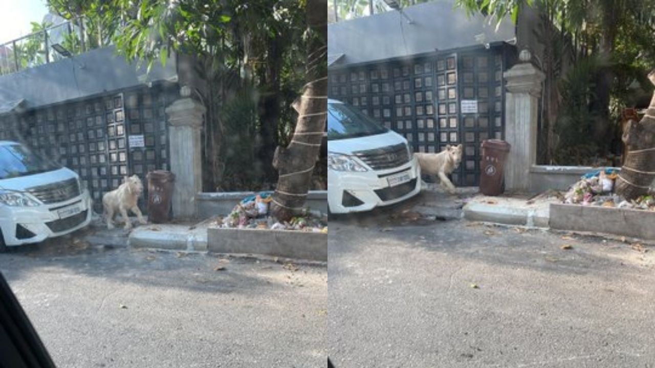 Leão ‘de estimação’ de Camboja é flagrado vagando pela rua