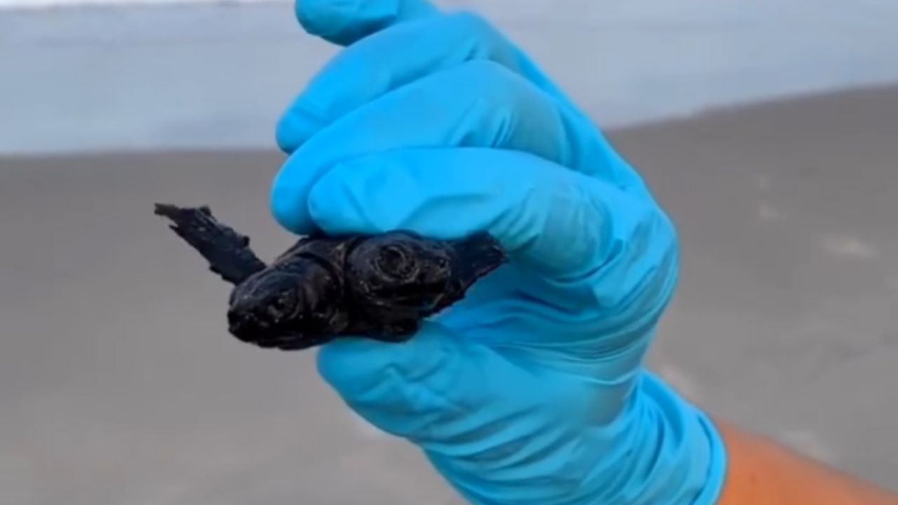 Outra tartaruga com duas cabeças é encontrada nos Estados Unidos