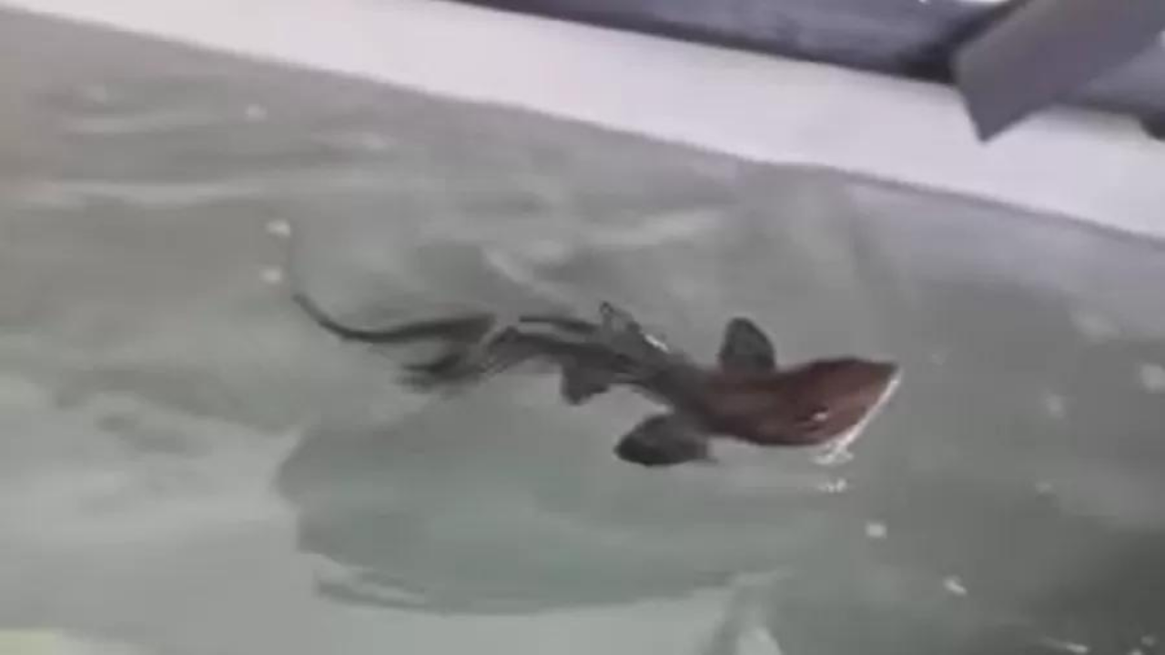 Tubarão intriga ao nascer em aquário só de fêmeas na Itália