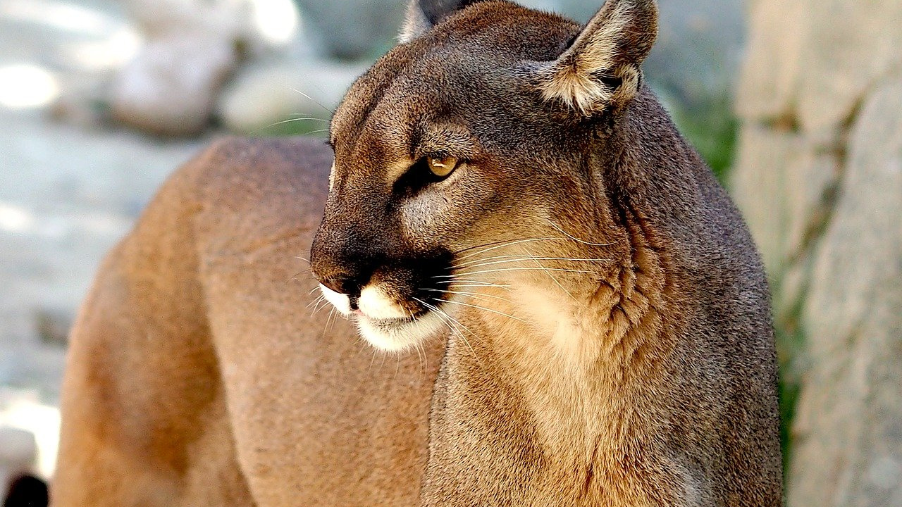 Nos EUA, mulher luta contra puma para salvar filho de cinco anos