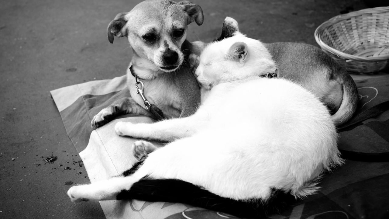 Projeto aprovado pela Câmara proíbe que órgãos públicos eliminem cães e gatos