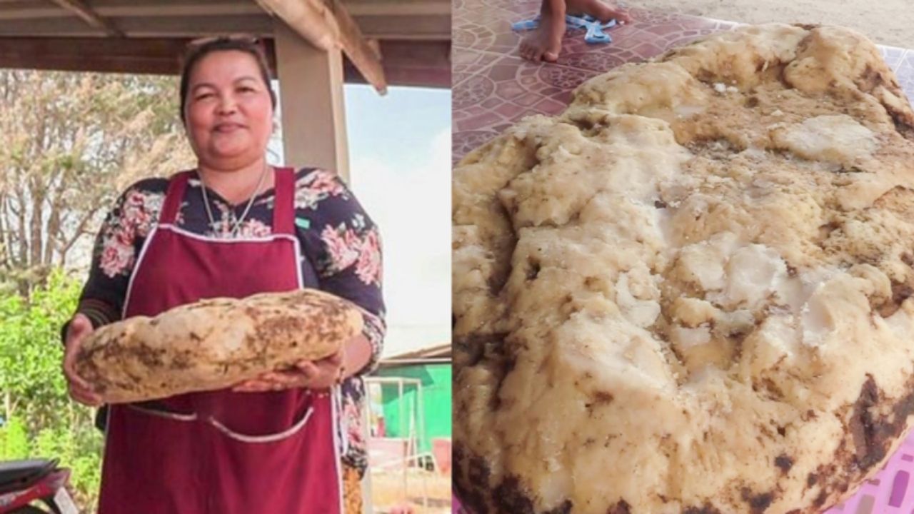 O curioso caso da mulher que poderia ganhar uma fortuna ao encontrar vômito de baleia
