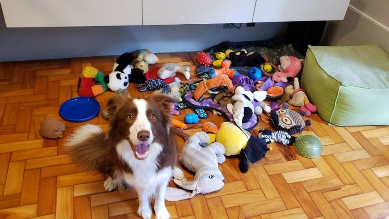 Cadela brasileira que participou de estudo da Hungria está em grupo de cães geniais