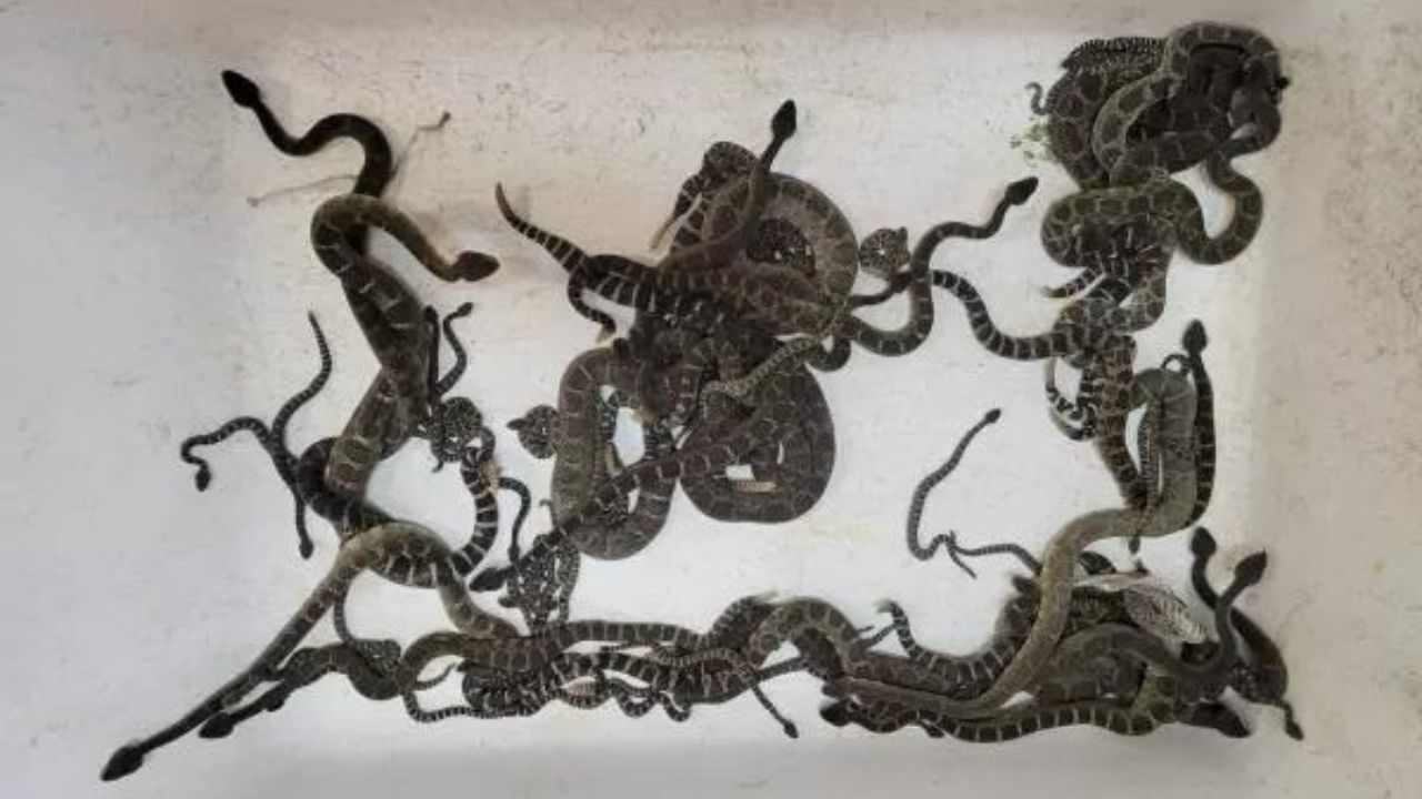 Nos EUA, mulher descobre quase 90 serpentes em sua residência