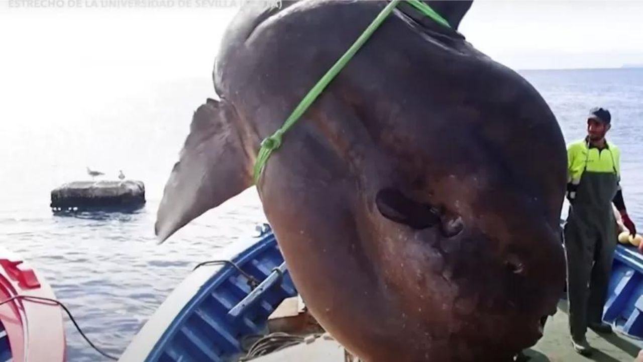 Peixe-lua de 2 toneladas é encontrado por pescadores na costa mediterrânea de Ceuta