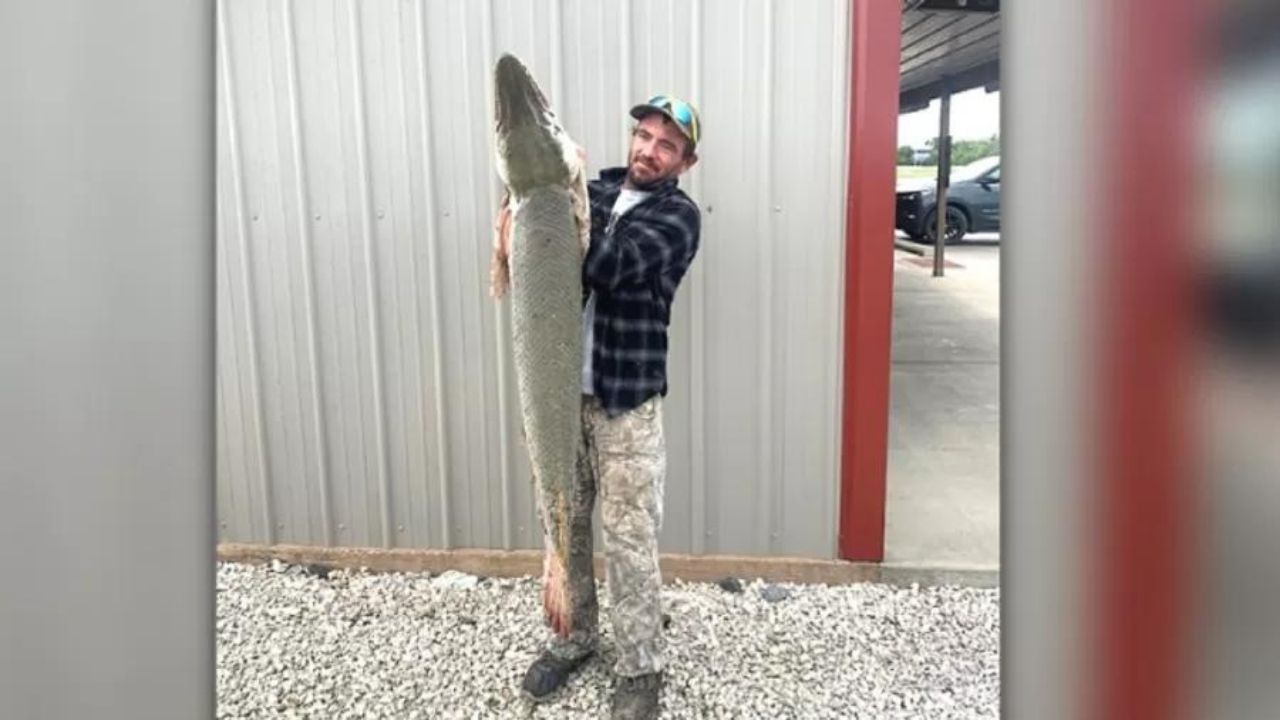 Pescador encontra raro peixe-jacaré, considerado um fóssil vivo, nos EUA