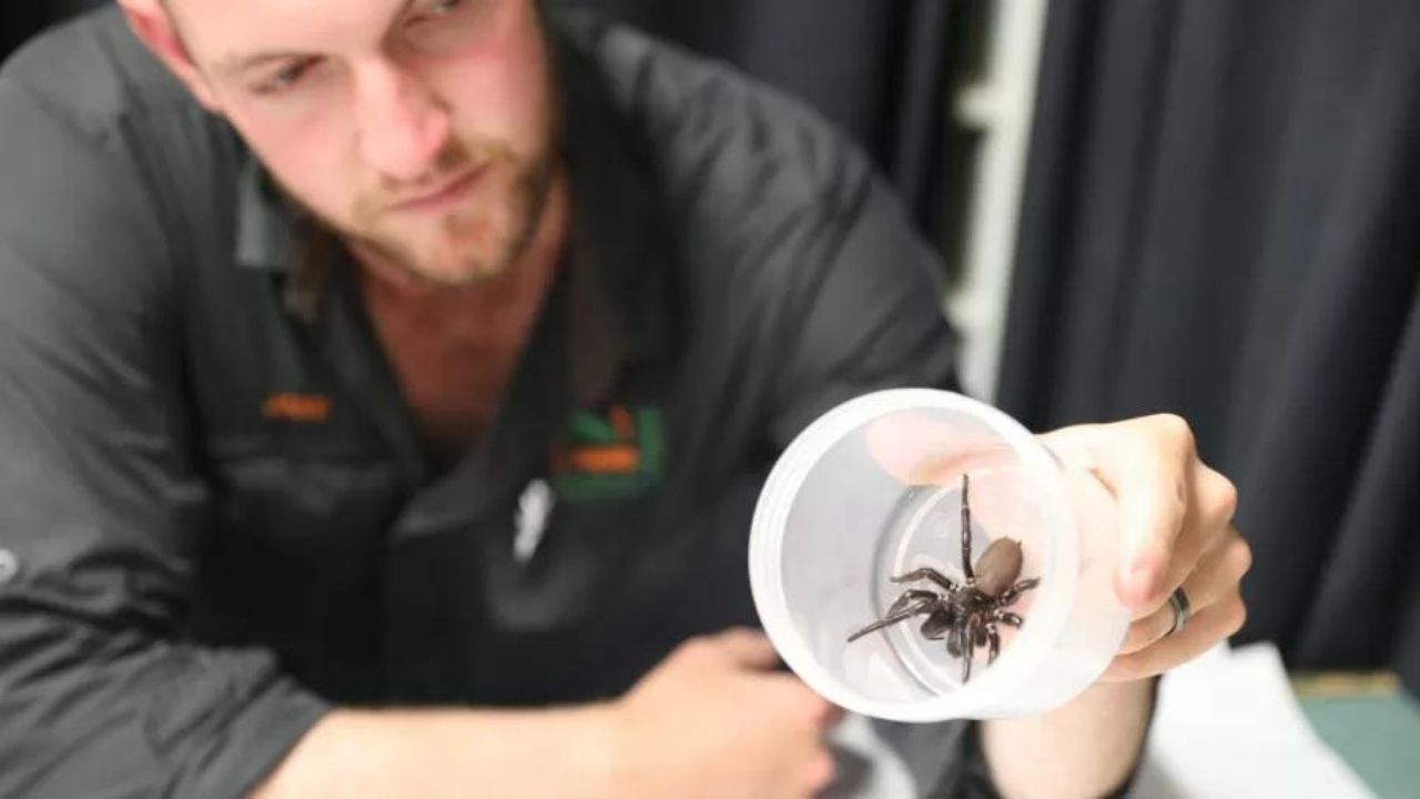 Aranha gigante e muito venenosa instiga parque na Áustralia