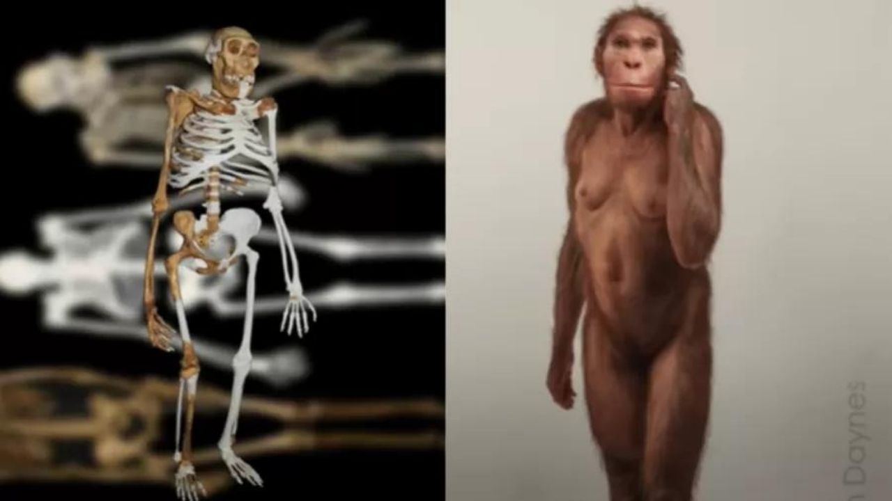 Parente do Homo sapiens andava sobre duas pernas e escalava como macaco