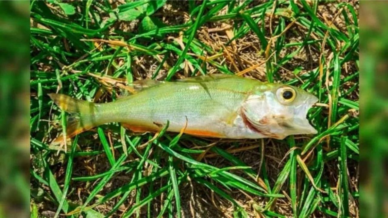EUA: fenômeno bizarro faz ‘chover’ peixe no Texas