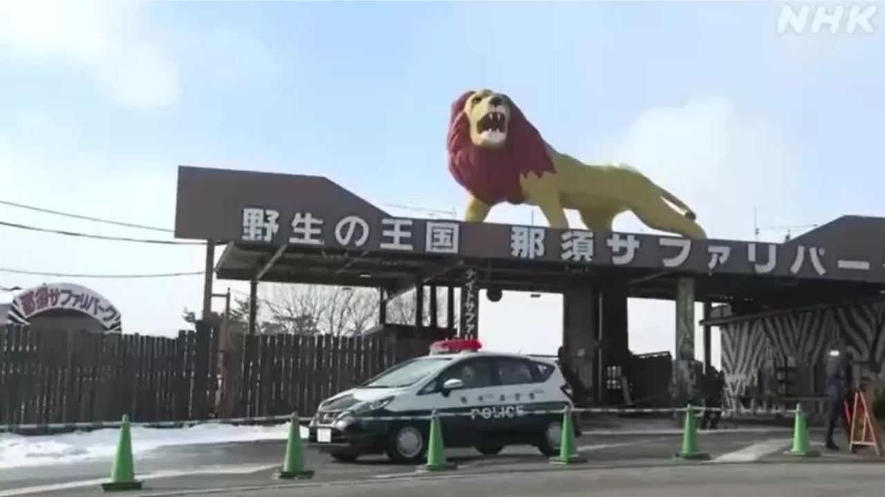 Tratadora tem mão arrancada por tigre no Japão