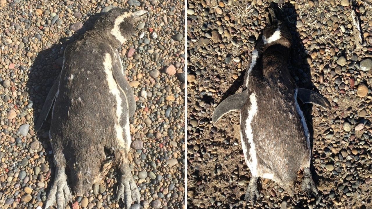 Calor provocou a morte de 354 pinguins na Argentina, diz estudo